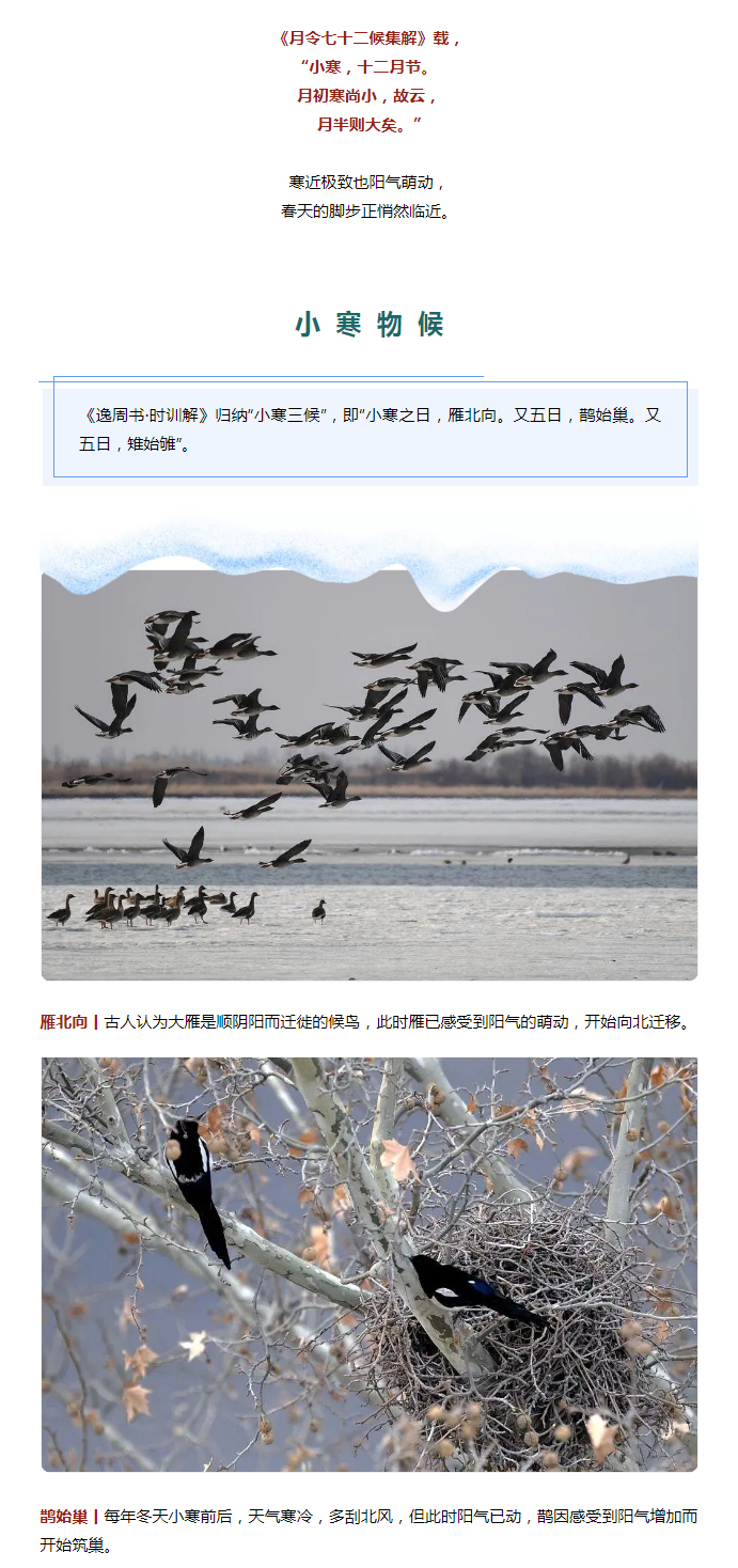 2022年（第2期）：小寒今日至，年味已冒頭_02